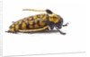 Long Horned Beetle Aristobia approximator, Male smaller and female larger by Anonymous