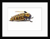 Long Horned Beetle Aristobia approximator, Male smaller and female larger by Anonymous