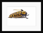 Long Horned Beetle Aristobia approximator, Male smaller and female larger by Anonymous