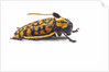 Long Horned Beetle Aristobia approximator, Male smaller and female larger by Anonymous
