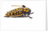 Long Horned Beetle Aristobia approximator, Male smaller and female larger by Anonymous