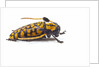Long Horned Beetle Aristobia approximator, Male smaller and female larger by Anonymous