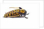 Long Horned Beetle Aristobia approximator, Male smaller and female larger by Anonymous