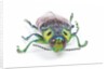 Jewel Beetle Lampropepla rothschildi with false eyes by Anonymous
