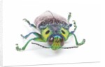 Jewel Beetle Lampropepla rothschildi with false eyes by Anonymous