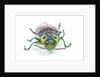 Jewel Beetle Lampropepla rothschildi with false eyes by Anonymous