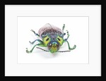 Jewel Beetle Lampropepla rothschildi with false eyes by Anonymous