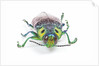 Jewel Beetle Lampropepla rothschildi with false eyes by Anonymous