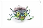 Jewel Beetle Lampropepla rothschildi with false eyes by Anonymous