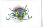 Jewel Beetle Lampropepla rothschildi with false eyes by Anonymous