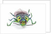 Jewel Beetle Lampropepla rothschildi with false eyes by Anonymous