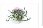 Jewel Beetle Lampropepla rothschildi with false eyes by Anonymous