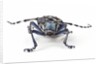 Long Horned Beetle Aristobia approximator, Male smaller and female larger by Anonymous