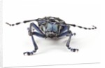 Long Horned Beetle Aristobia approximator, Male smaller and female larger by Anonymous