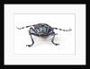 Long Horned Beetle Aristobia approximator, Male smaller and female larger by Anonymous