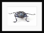 Long Horned Beetle Aristobia approximator, Male smaller and female larger by Anonymous