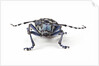 Long Horned Beetle Aristobia approximator, Male smaller and female larger by Anonymous