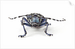 Long Horned Beetle Aristobia approximator, Male smaller and female larger by Anonymous