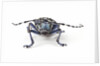 Long Horned Beetle Aristobia approximator, Male smaller and female larger by Anonymous