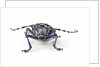 Long Horned Beetle Aristobia approximator, Male smaller and female larger by Anonymous