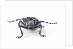 Long Horned Beetle Aristobia approximator, Male smaller and female larger by Anonymous