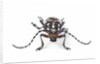 Head on view of Trenetica lacrymans a long horned beetle by Anonymous