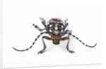 Head on view of Trenetica lacrymans a long horned beetle by Anonymous