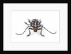 Head on view of Trenetica lacrymans a long horned beetle by Anonymous