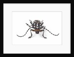 Head on view of Trenetica lacrymans a long horned beetle by Anonymous
