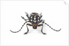 Head on view of Trenetica lacrymans a long horned beetle by Anonymous