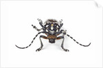 Head on view of Trenetica lacrymans a long horned beetle by Anonymous