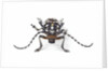 Head on view of Trenetica lacrymans a long horned beetle by Anonymous