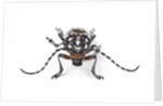 Head on view of Trenetica lacrymans a long horned beetle by Anonymous