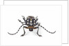 Head on view of Trenetica lacrymans a long horned beetle by Anonymous