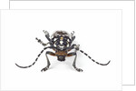 Head on view of Trenetica lacrymans a long horned beetle by Anonymous