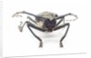 Horned beetle Rosenbergia straussi close-up view head on by Anonymous