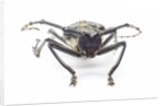 Horned beetle Rosenbergia straussi close-up view head on by Anonymous