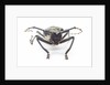 Horned beetle Rosenbergia straussi close-up view head on by Anonymous