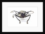 Horned beetle Rosenbergia straussi close-up view head on by Anonymous