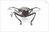 Horned beetle Rosenbergia straussi close-up view head on by Anonymous