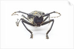 Horned beetle Rosenbergia straussi close-up view head on by Anonymous