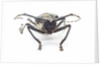 Horned beetle Rosenbergia straussi close-up view head on by Anonymous