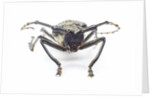 Horned beetle Rosenbergia straussi close-up view head on by Anonymous