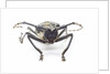 Horned beetle Rosenbergia straussi close-up view head on by Anonymous