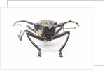 Horned beetle Rosenbergia straussi close-up view head on by Anonymous