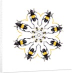 Pachyteria sumatrana long horn beetle circular design by Anonymous