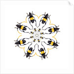 Pachyteria sumatrana long horn beetle circular design by Anonymous