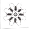 Circular Long Horn Beetle Design of Threnetica lacrymans by Anonymous