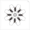 Circular Long Horn Beetle Design of Threnetica lacrymans by Anonymous