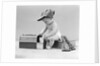 1940s baby in railroad engineer hat pulling milk bottle from lunch pail with hammer & wrench tools at side studio by Anonymous